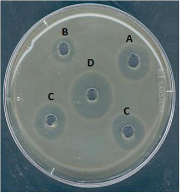 The Impact of Chitosan-Divergicin Film on Growth of Listeria monocytogenes in Cold-Smoked Salmon